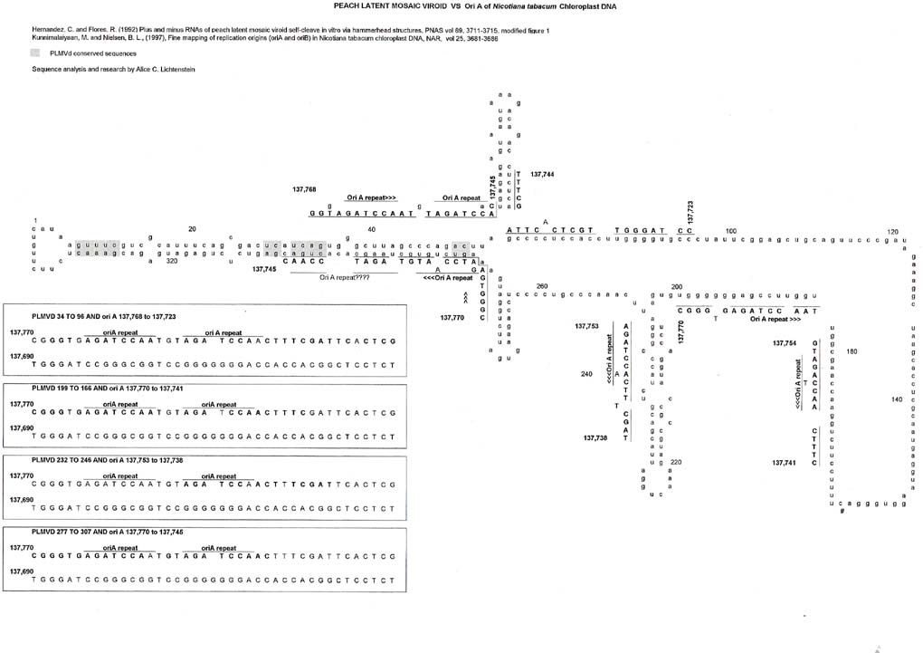 a comparison of the sequence for peach latent mosaic viroid with rna primers